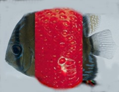 berryfish